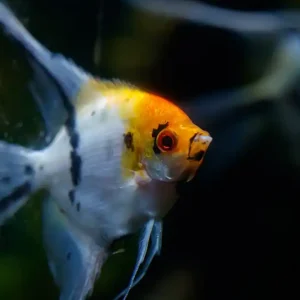 Koiskalar M (Pterophyllum scalare) Sale